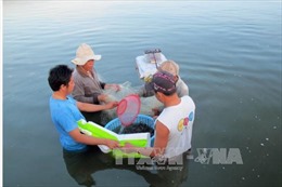 Ninh Thuận phát triển các mô hình dịch vụ khai thác trên biển